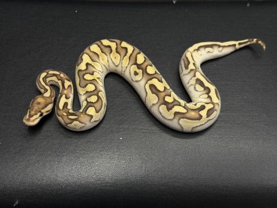 animal image