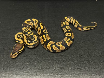animal image