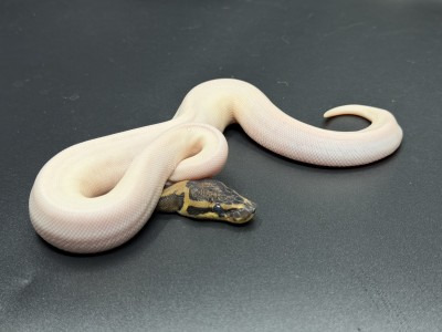 animal image