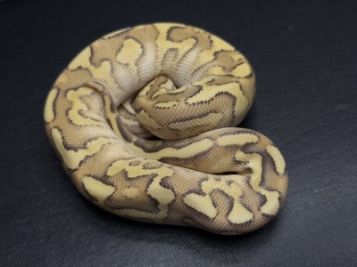animal image