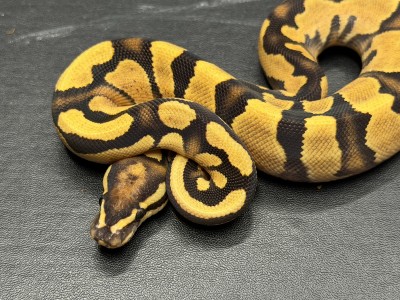 animal image