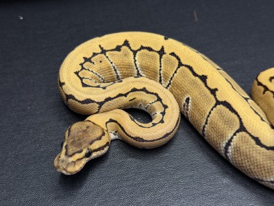 animal image