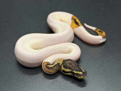animal image