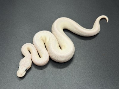 animal image