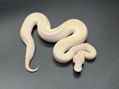 animal image