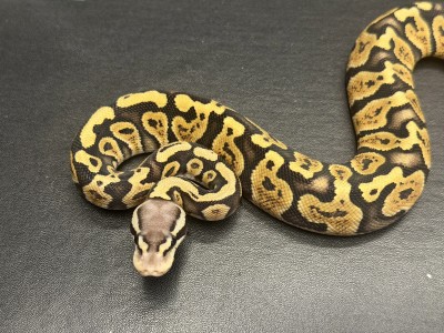animal image