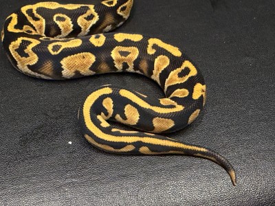 animal image