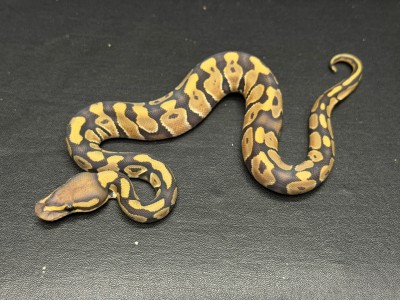 animal image