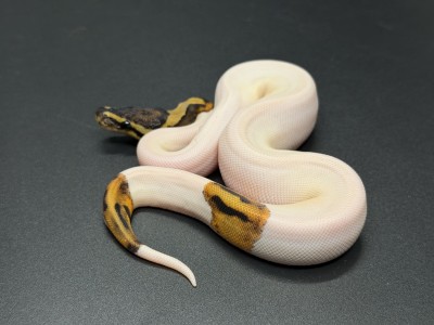 animal image