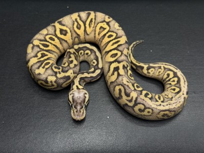 animal image