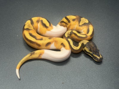 animal image
