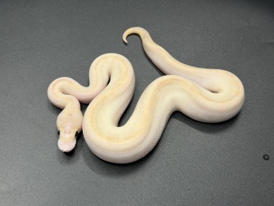 animal image