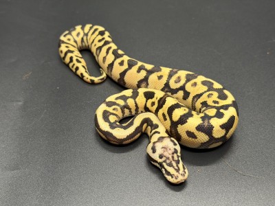 animal image