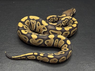 animal image