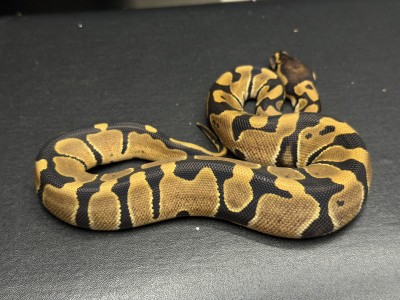 animal image