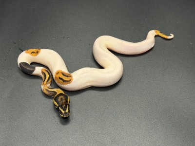 animal image