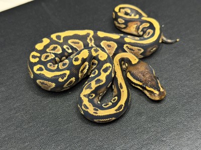 animal image