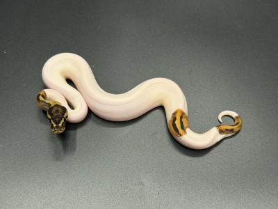 animal image