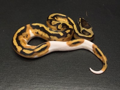 animal image