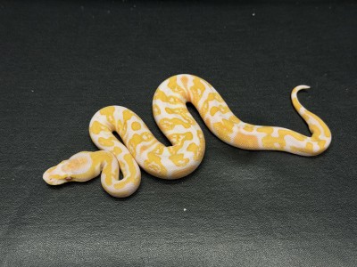 animal image