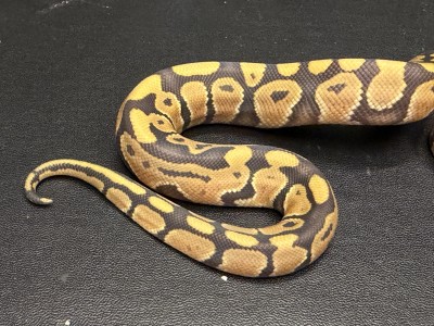 animal image