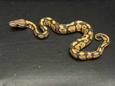 animal image