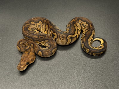 animal image