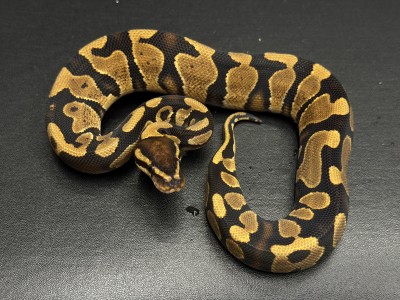 animal image