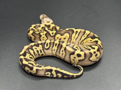 animal image