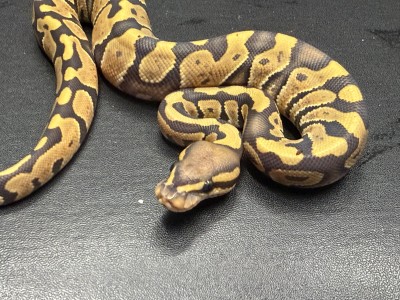 animal image