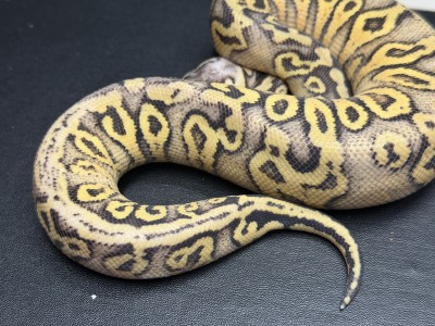 animal image