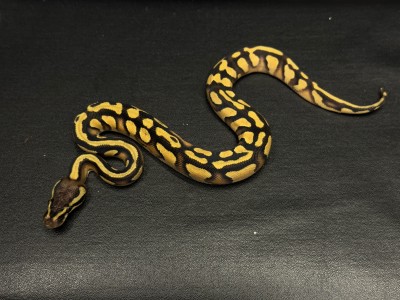 animal image