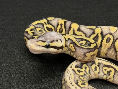 animal image