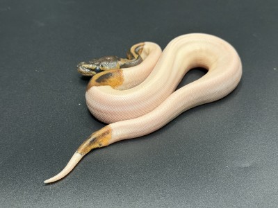 animal image