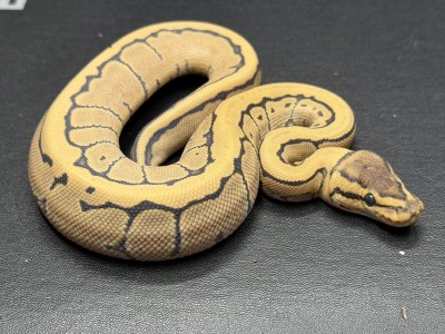 animal image