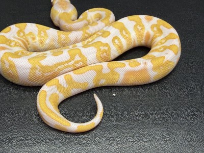 animal image