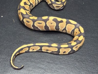 animal image