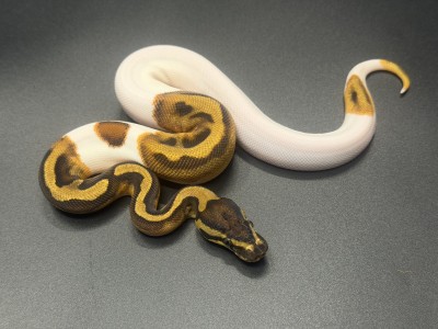 animal image