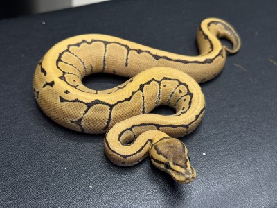 animal image