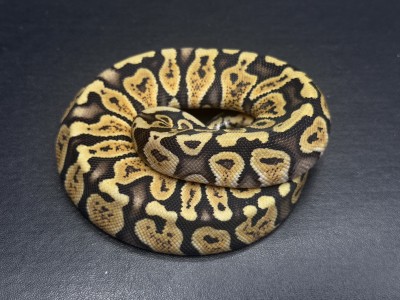 animal image
