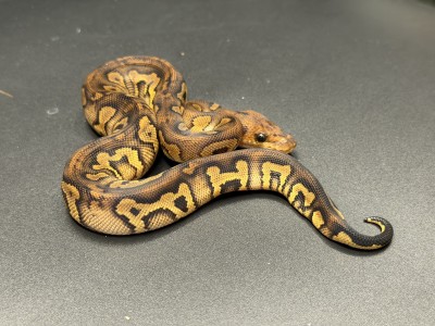 animal image