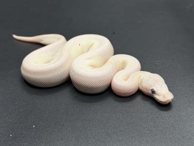 animal image