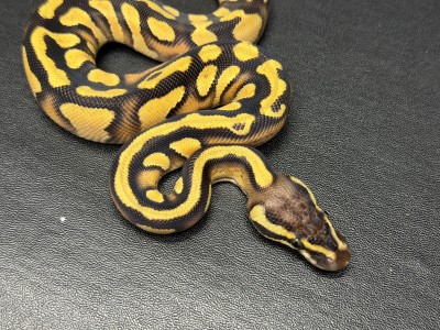 animal image