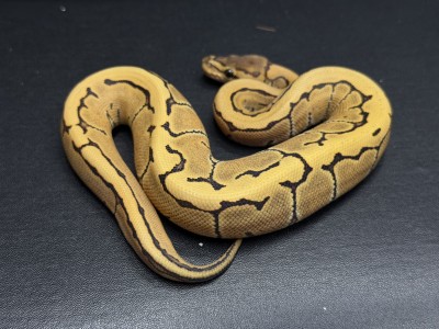 animal image