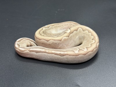 animal image