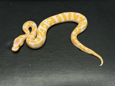 animal image