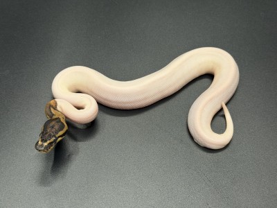 animal image