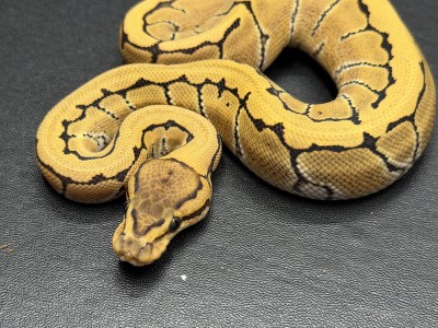 animal image