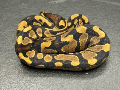 animal image