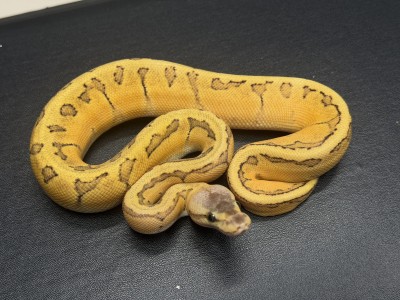 animal image
